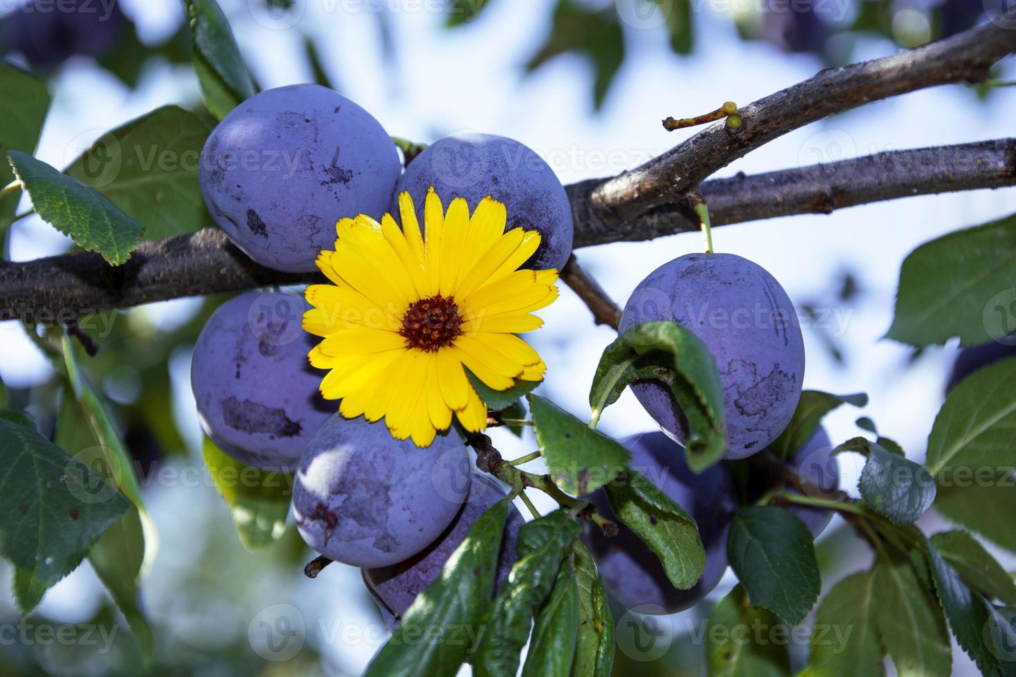 Plum berries close-up. Plum branch with fruits and calendula flower. photo