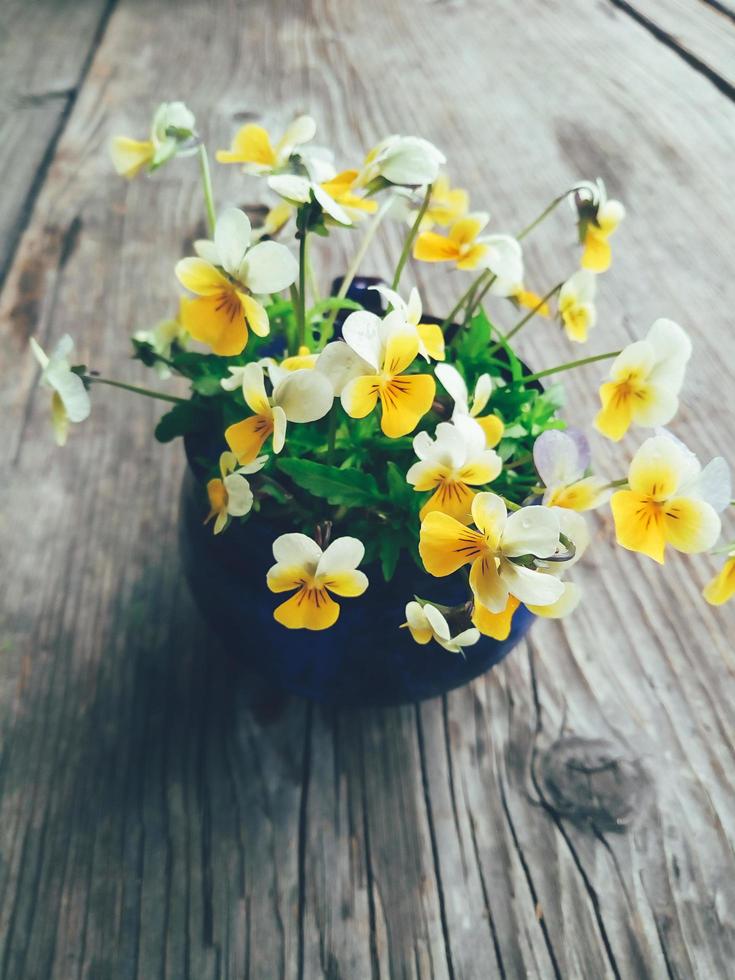 Yellow viola flowers in blue ceramic cup, on wooden veranda background. Still life in rustic style. Close up view. Summer or spring in garden, countryside lifestyle concept. Vertical image photo