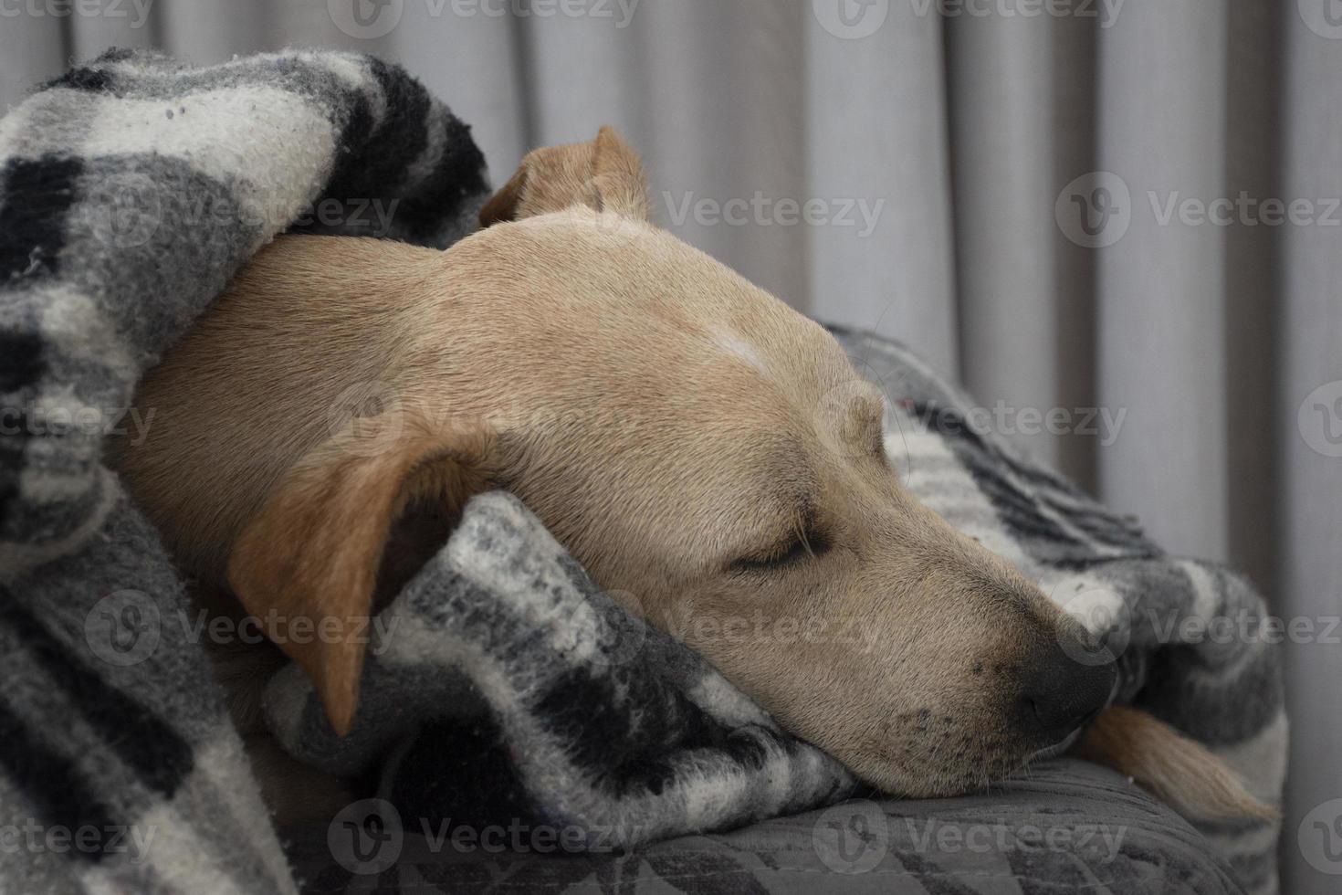 Perro cansado durmiendo bajo una manta en otomana foto