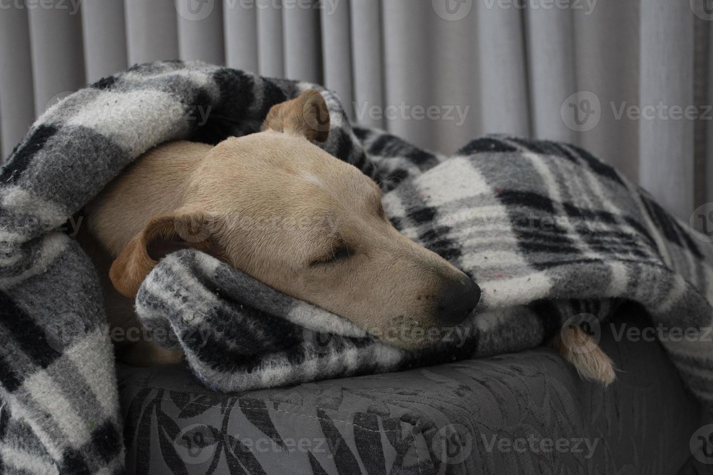 Tired dog sleeping under blanket on ottoman 3270339 Stock Photo at Vecteezy