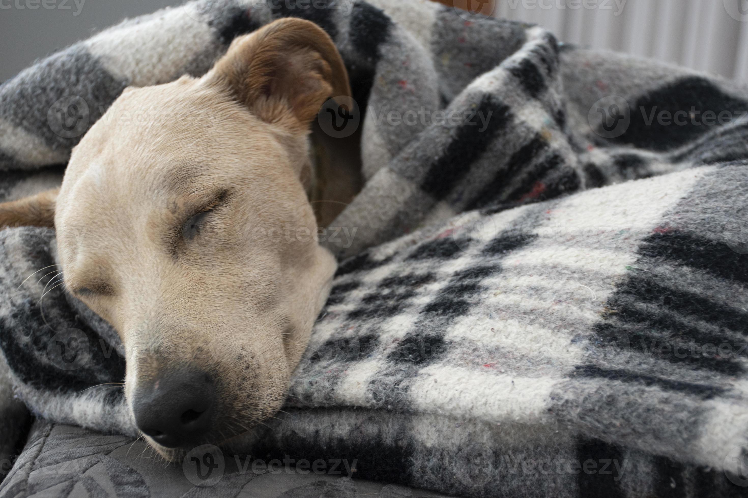 Should Dogs Sleep Under Blankets