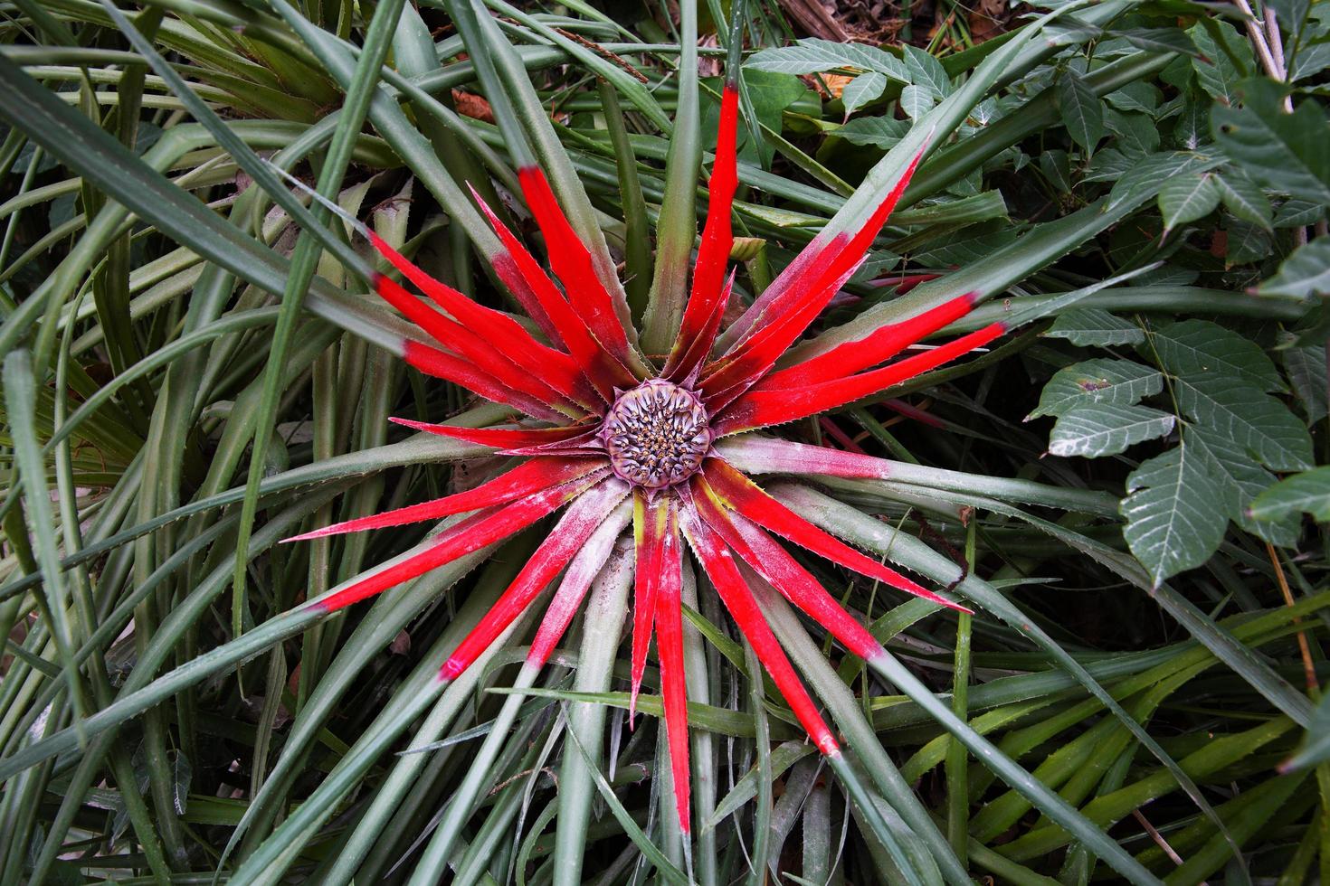 Exotic red tropical flower photo