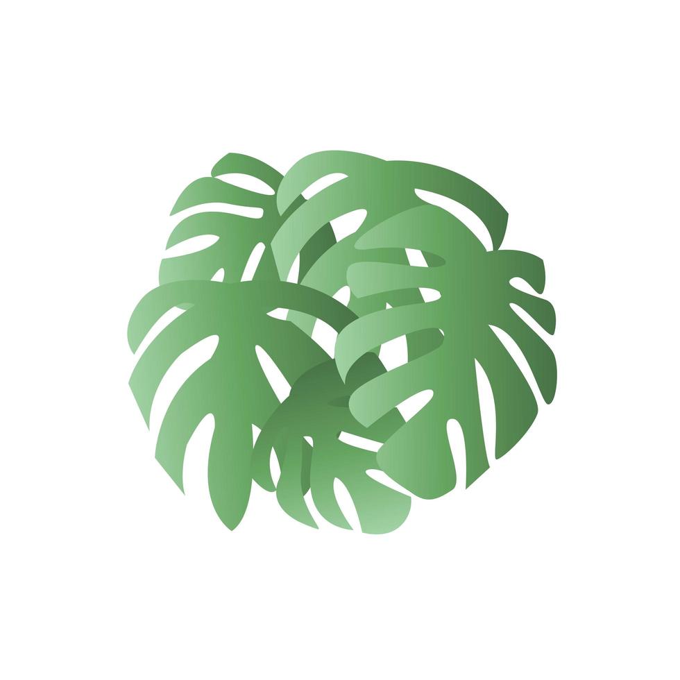 Monstera leaves poster. Palm tree leaf vector