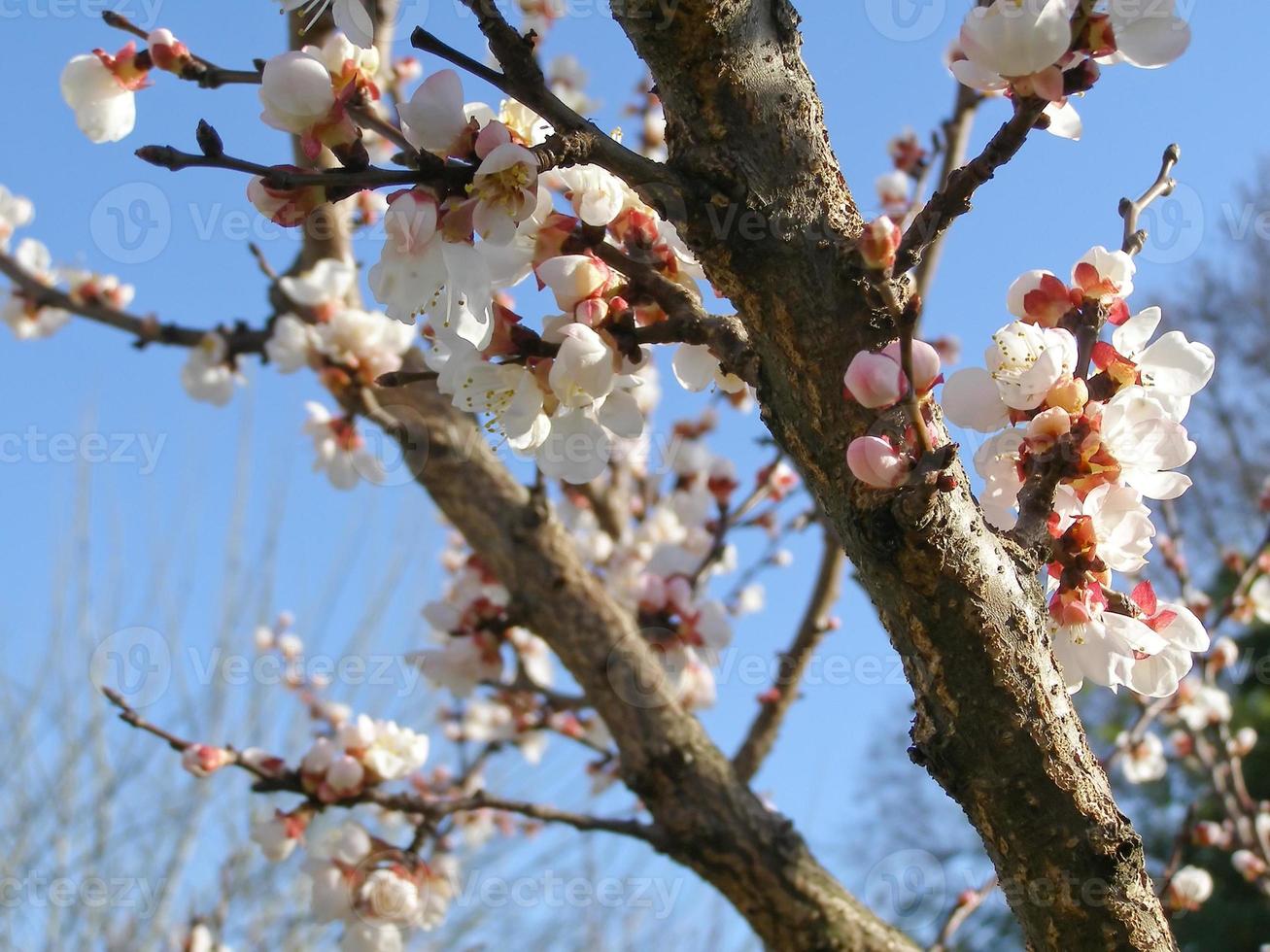 Fruit tree flowers photo