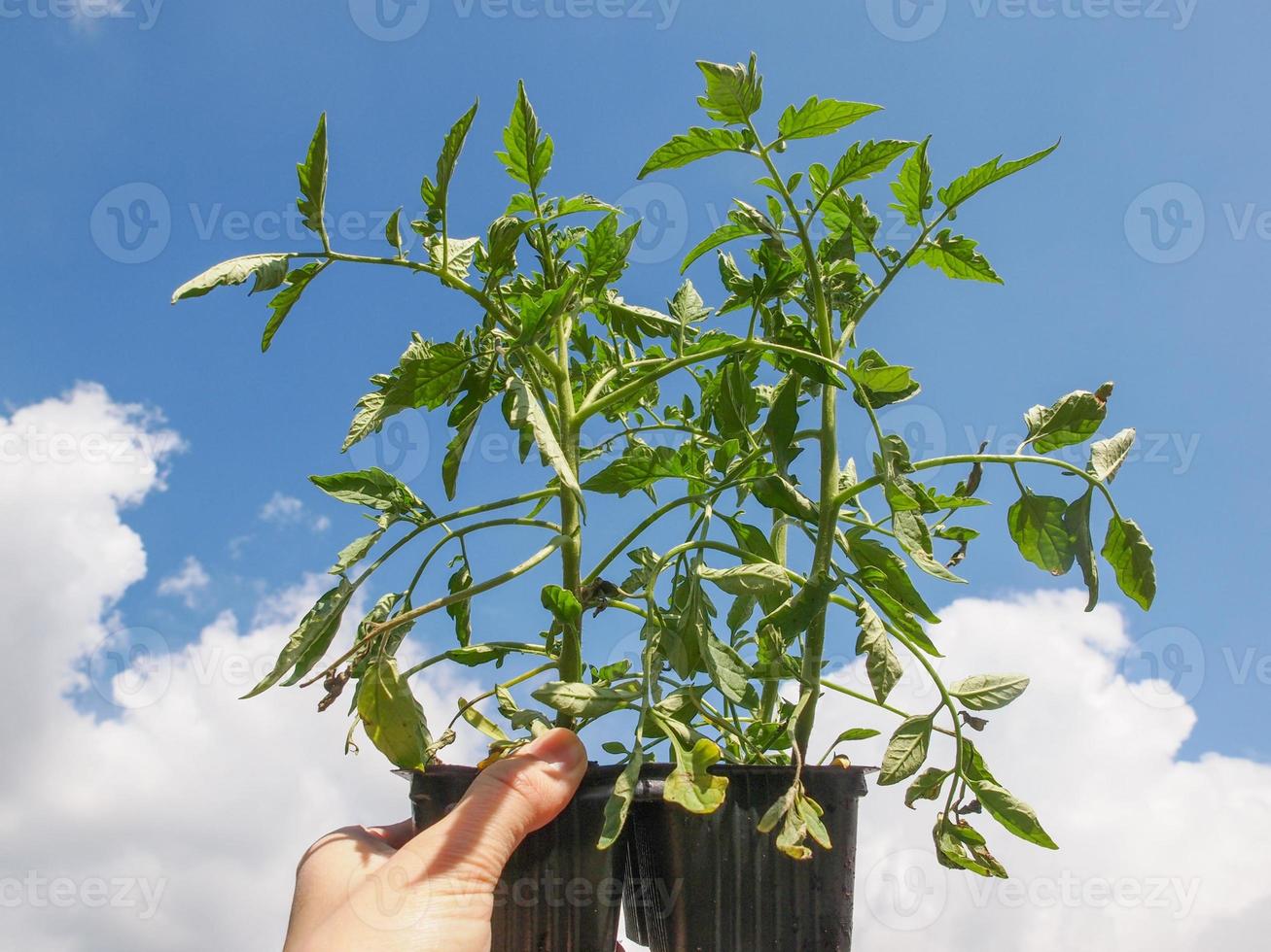 enchufe de planta de tomate foto