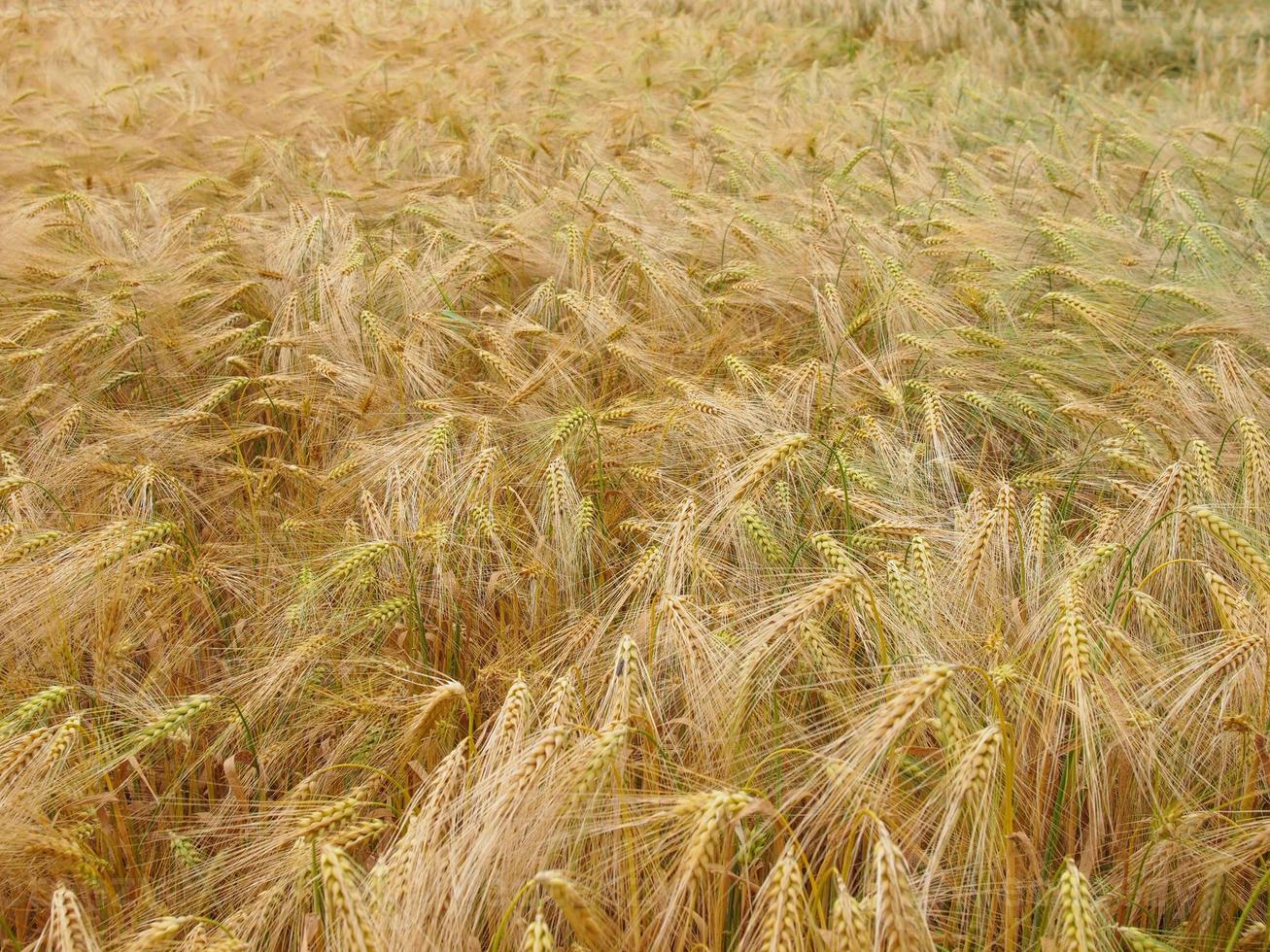 campo de cebada foto