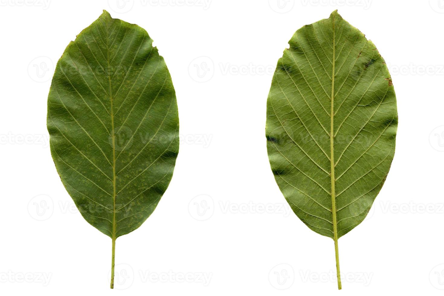 Walnut leaf isolated photo