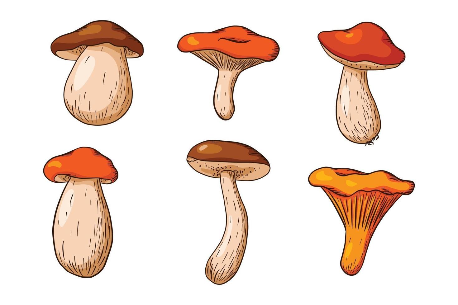 Forest Mushroom Set vector