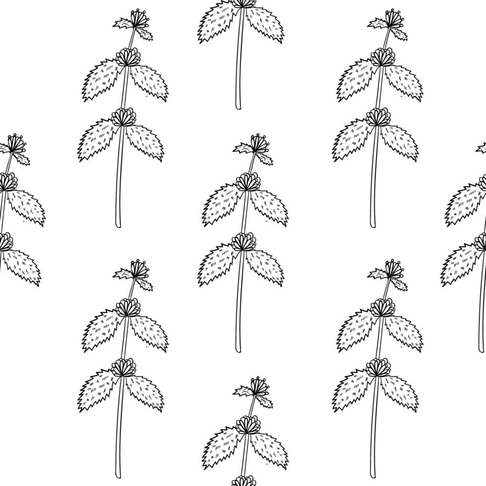 white horehound, seamless b-w vector