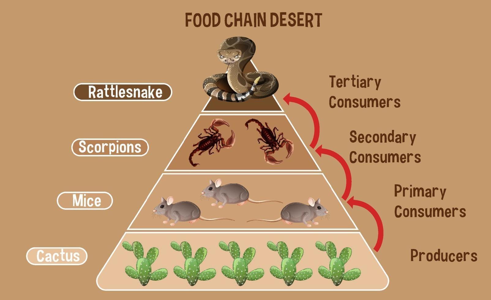 Diagrama que muestra la cadena alimentaria del desierto para la educación. vector