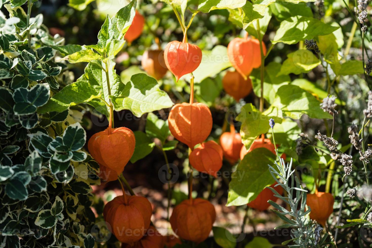 la fruta naranja physalis peruviana foto