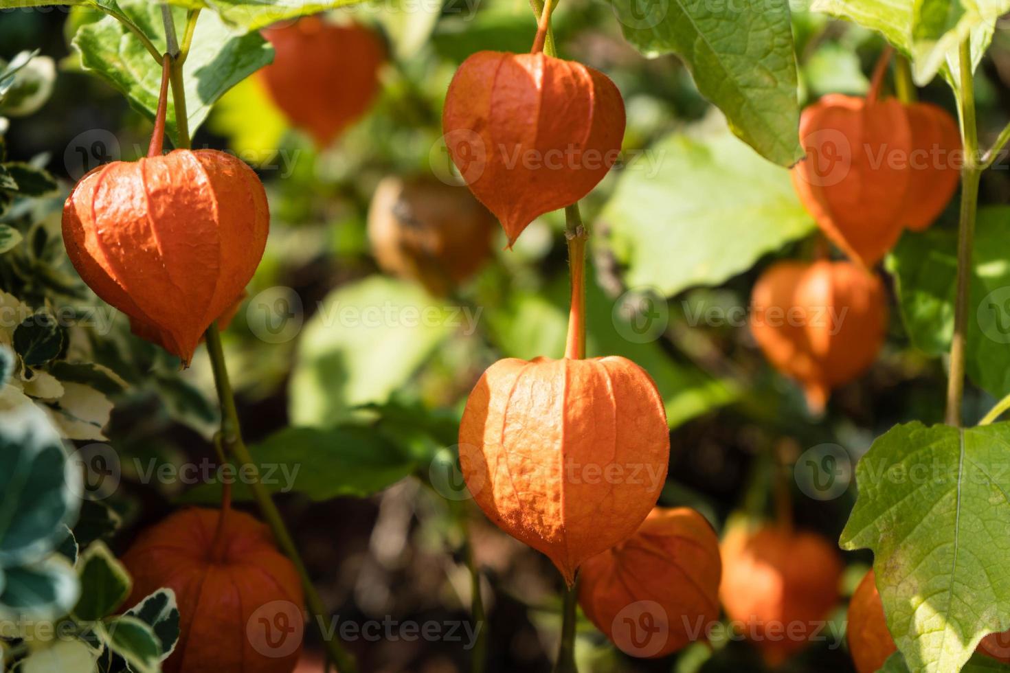 la fruta naranja physalis peruviana foto