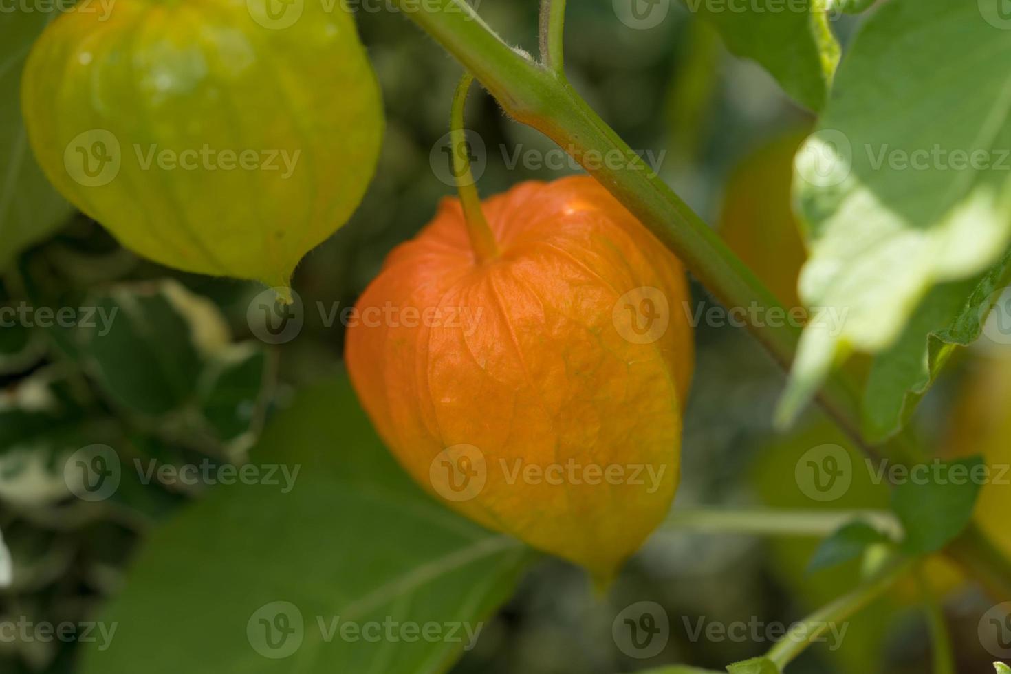 la fruta naranja physalis peruviana foto