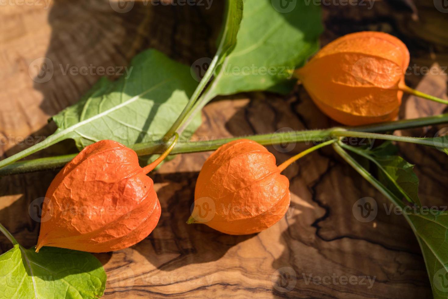 The orange fruit Physalis peruviana photo