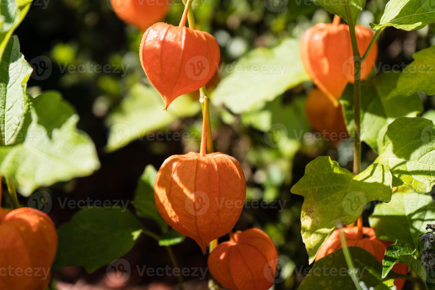 la fruta naranja physalis peruviana foto