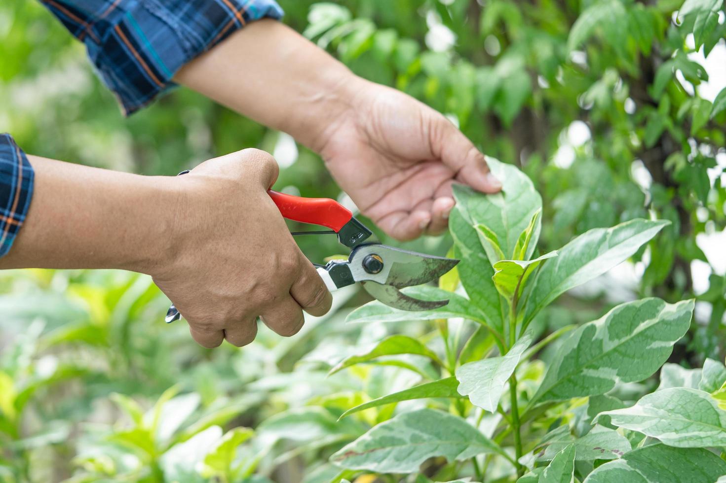 Asian gardener Pruning shears to cut branches Hobby home garden. photo