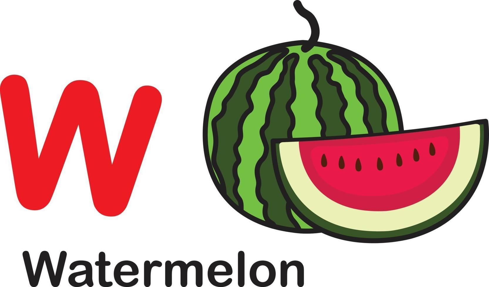 Alphabet Letter W-Watermelon vector illustration