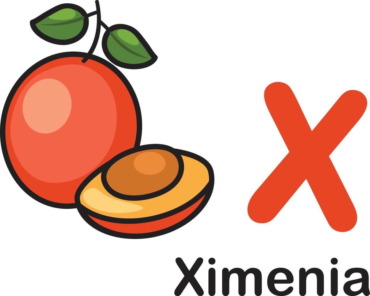 Alphabet Letter X-Ximenia vector illustration