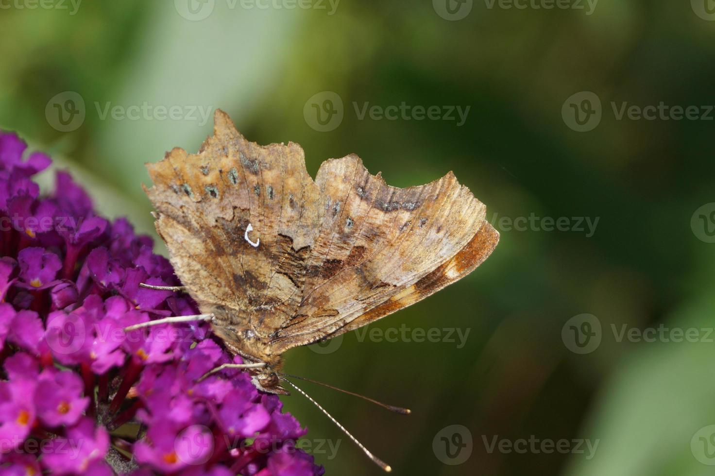 polygonia c-album mariposa foto