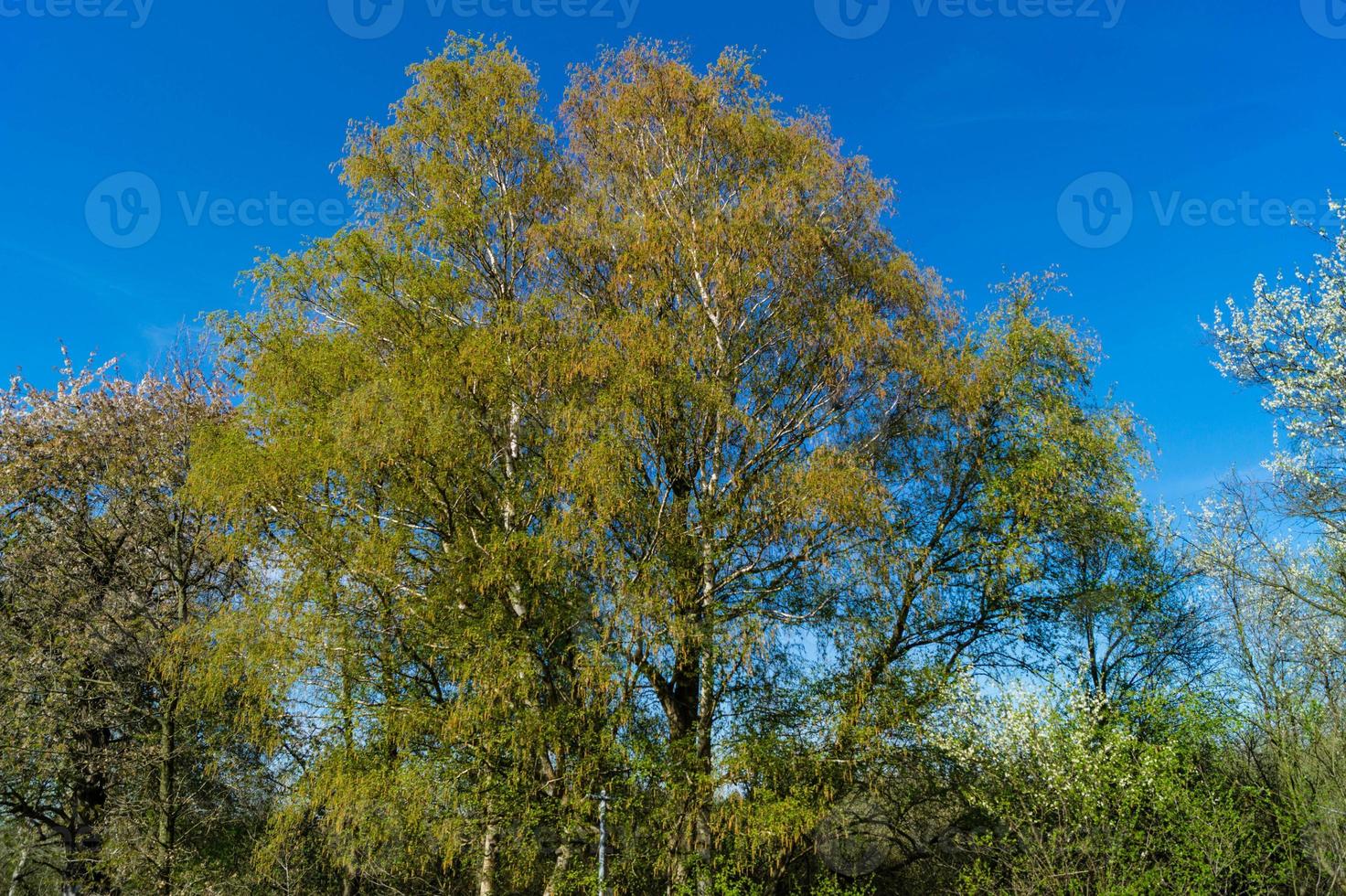 Allergy-causing plant components from birch and willow photo