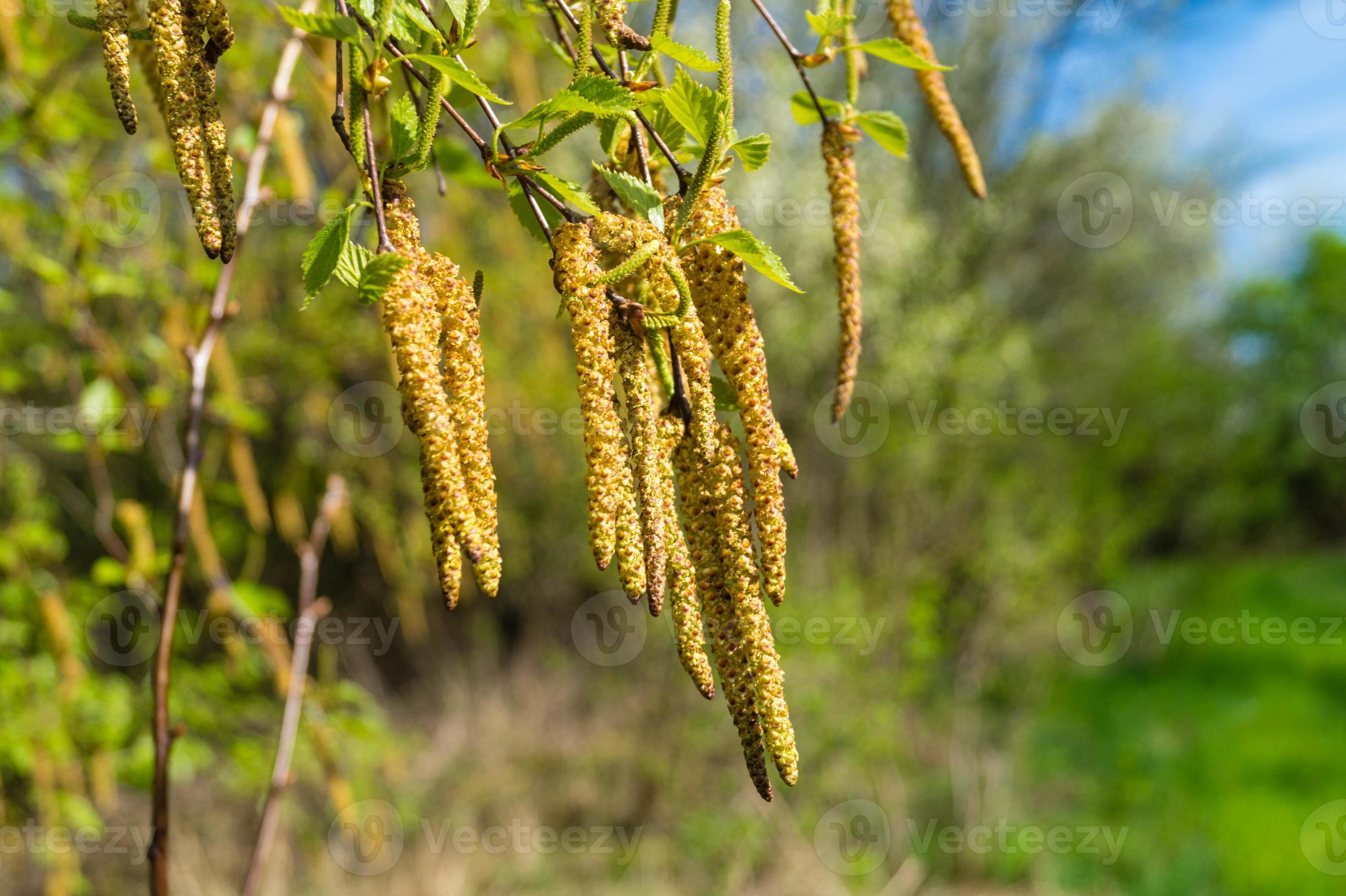 Allergycausing plant components from birch and willow 3275898 Stock