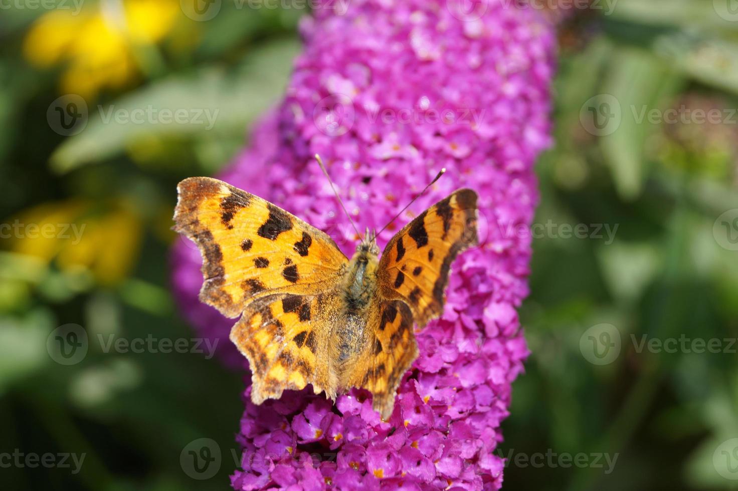 Polygonia c-album butterfly photo