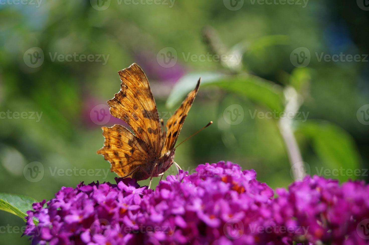 Polygonia c-album butterfly photo