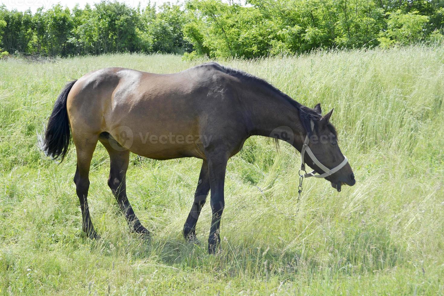 Beautiful wild brown horse stallion on summer flower meadow photo