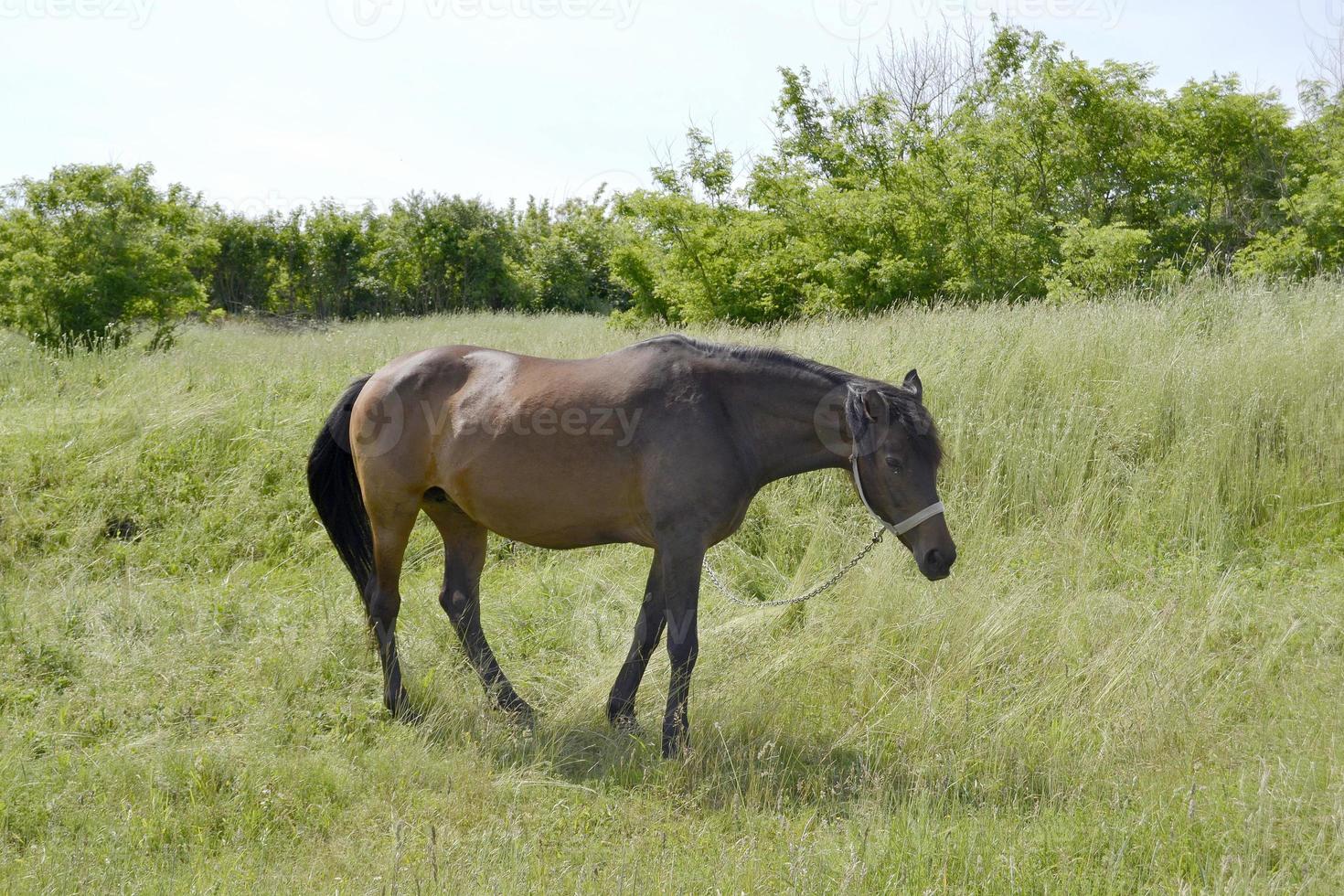 Beautiful wild brown horse stallion on summer flower meadow photo