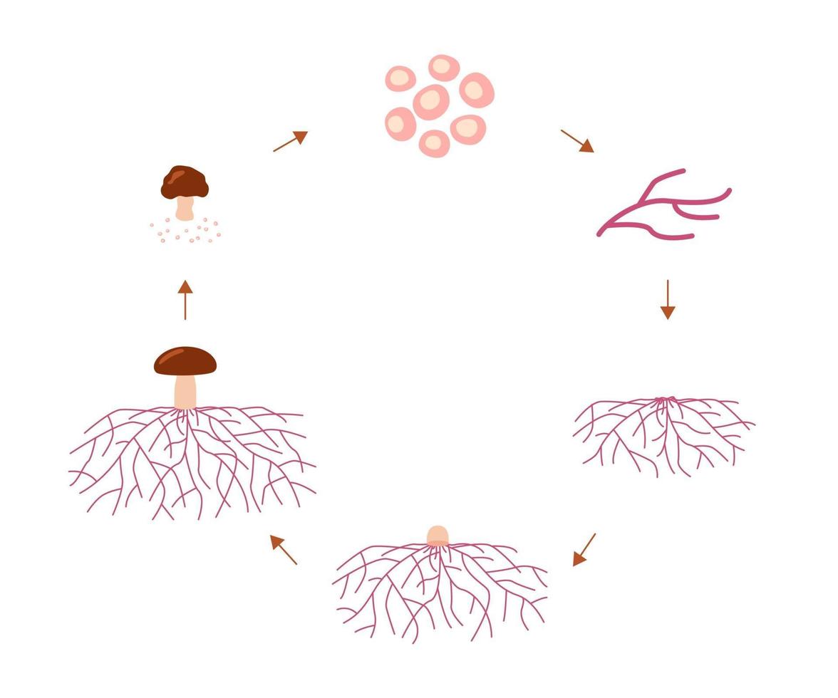 Mushroom life cycle stages, growth mycelium from spore vector