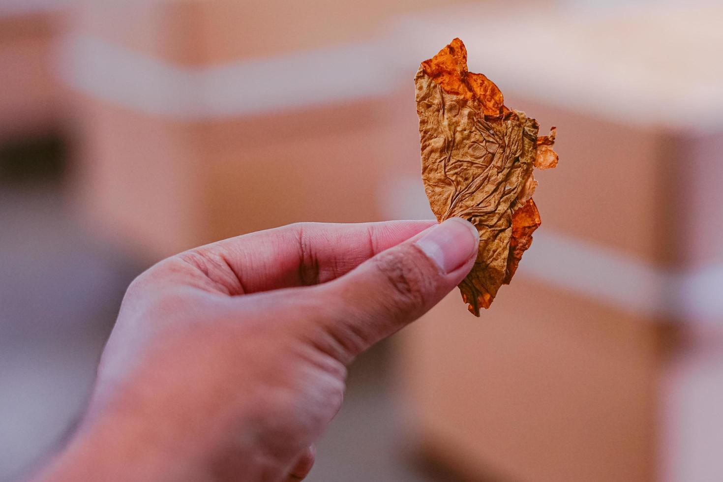 Hand holding tobacco leaf photo
