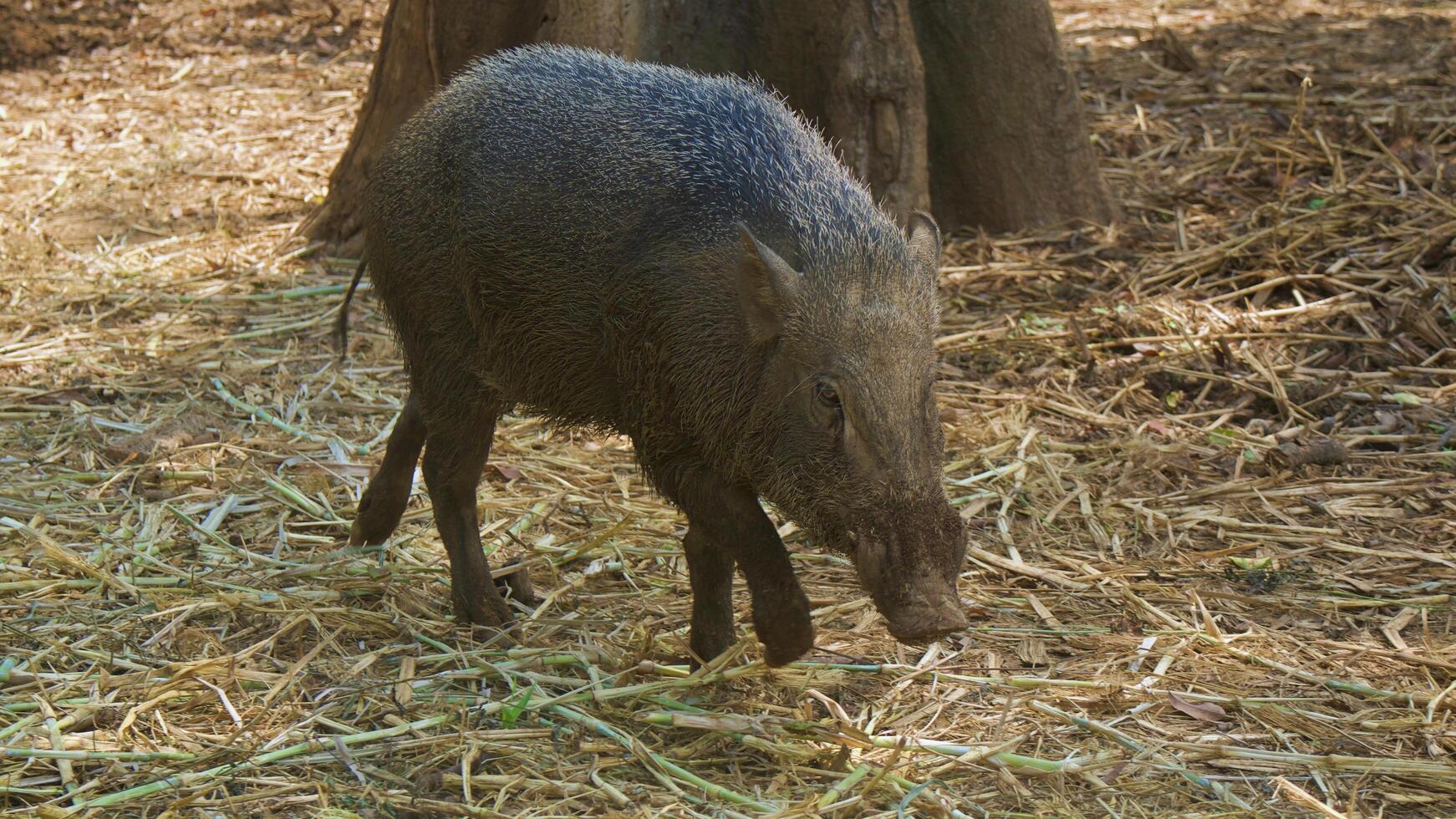 Wild boar sightings in the nature photo