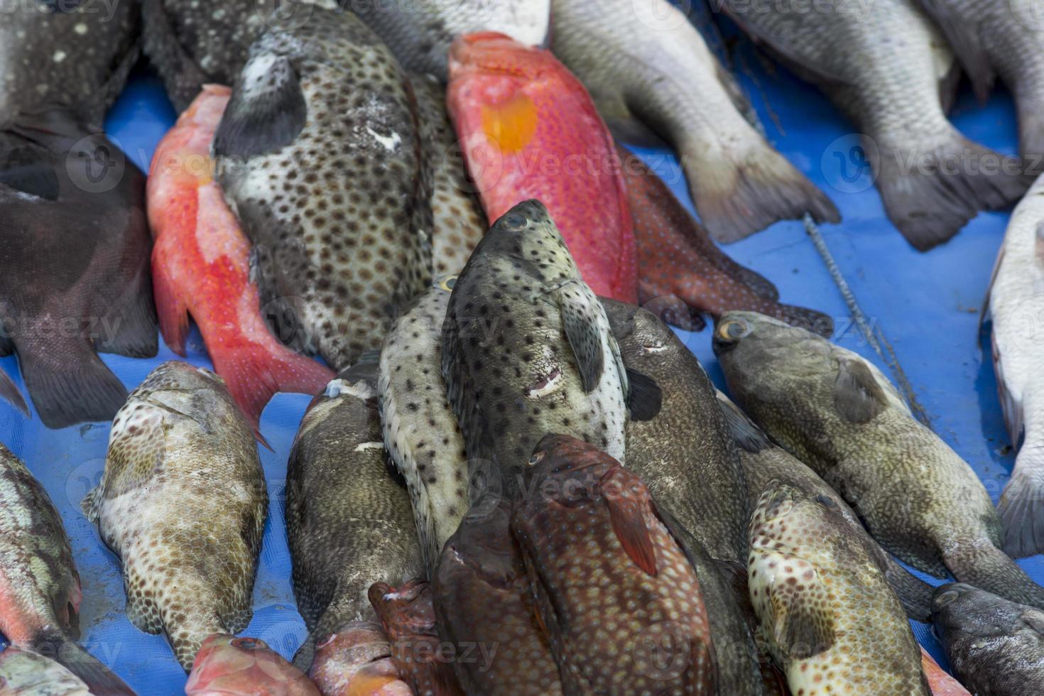 The assorted raw seafoods photo