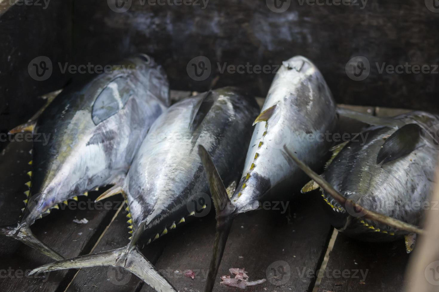 los mariscos crudos variados foto