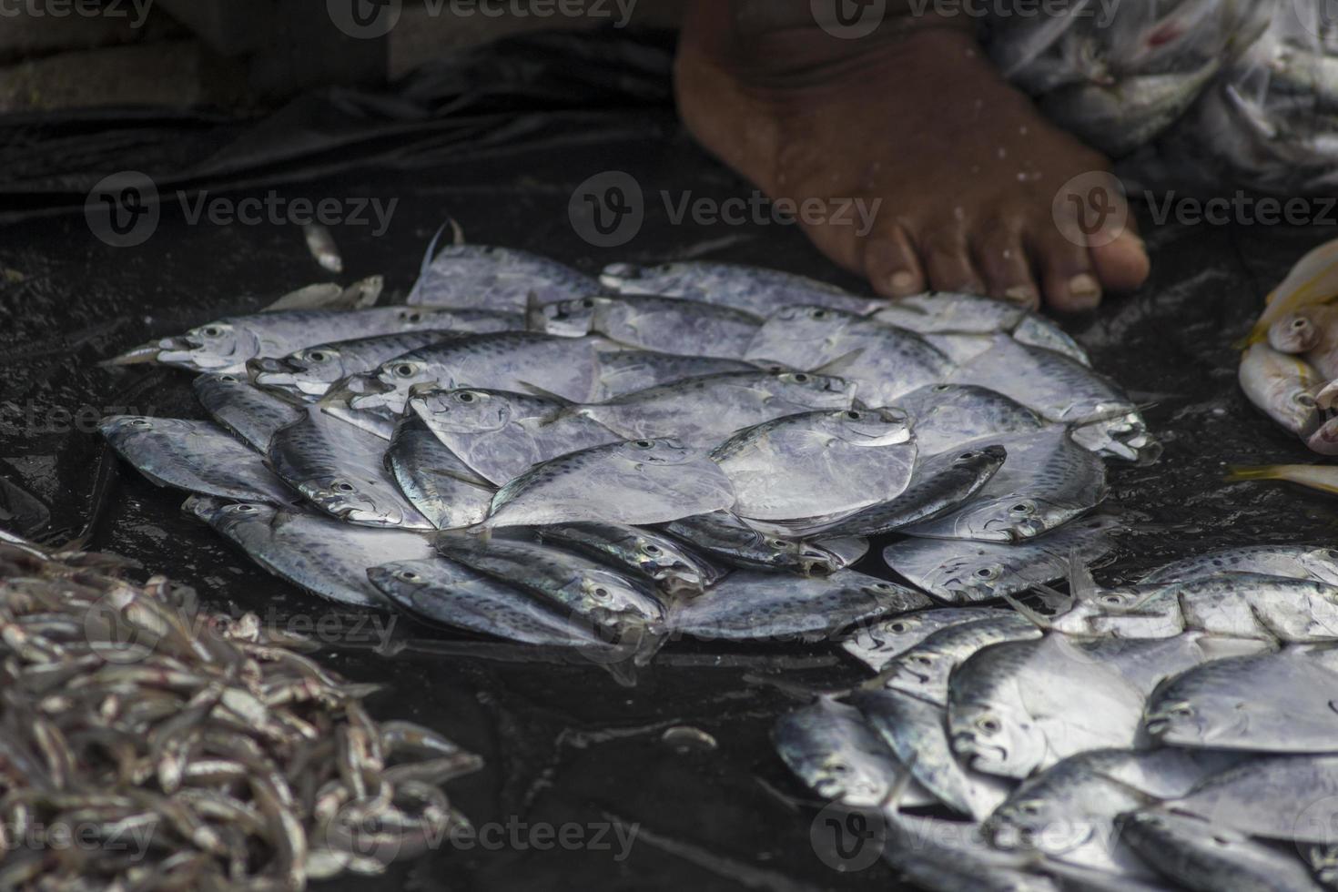 The assorted raw seafoods photo