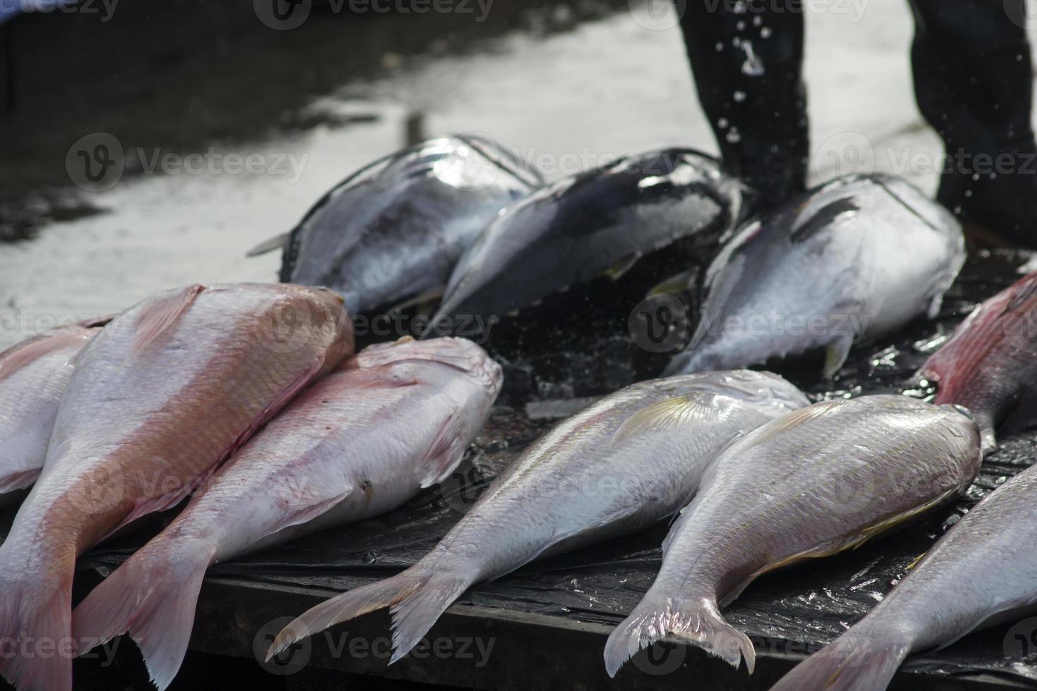 The assorted raw seafoods photo