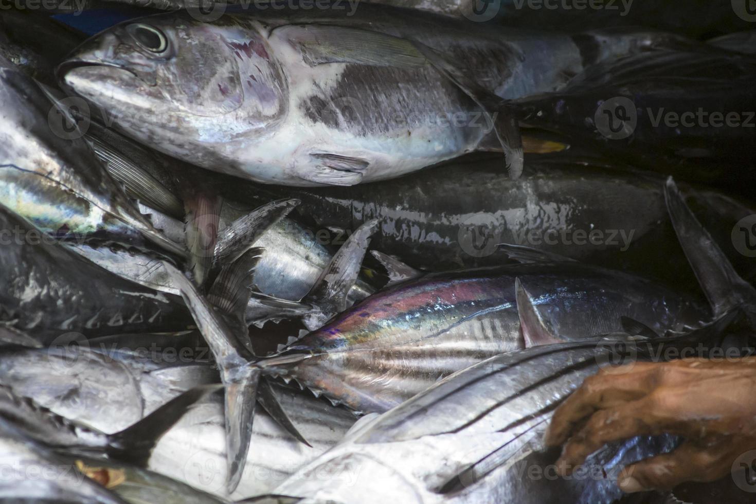 los mariscos crudos variados foto