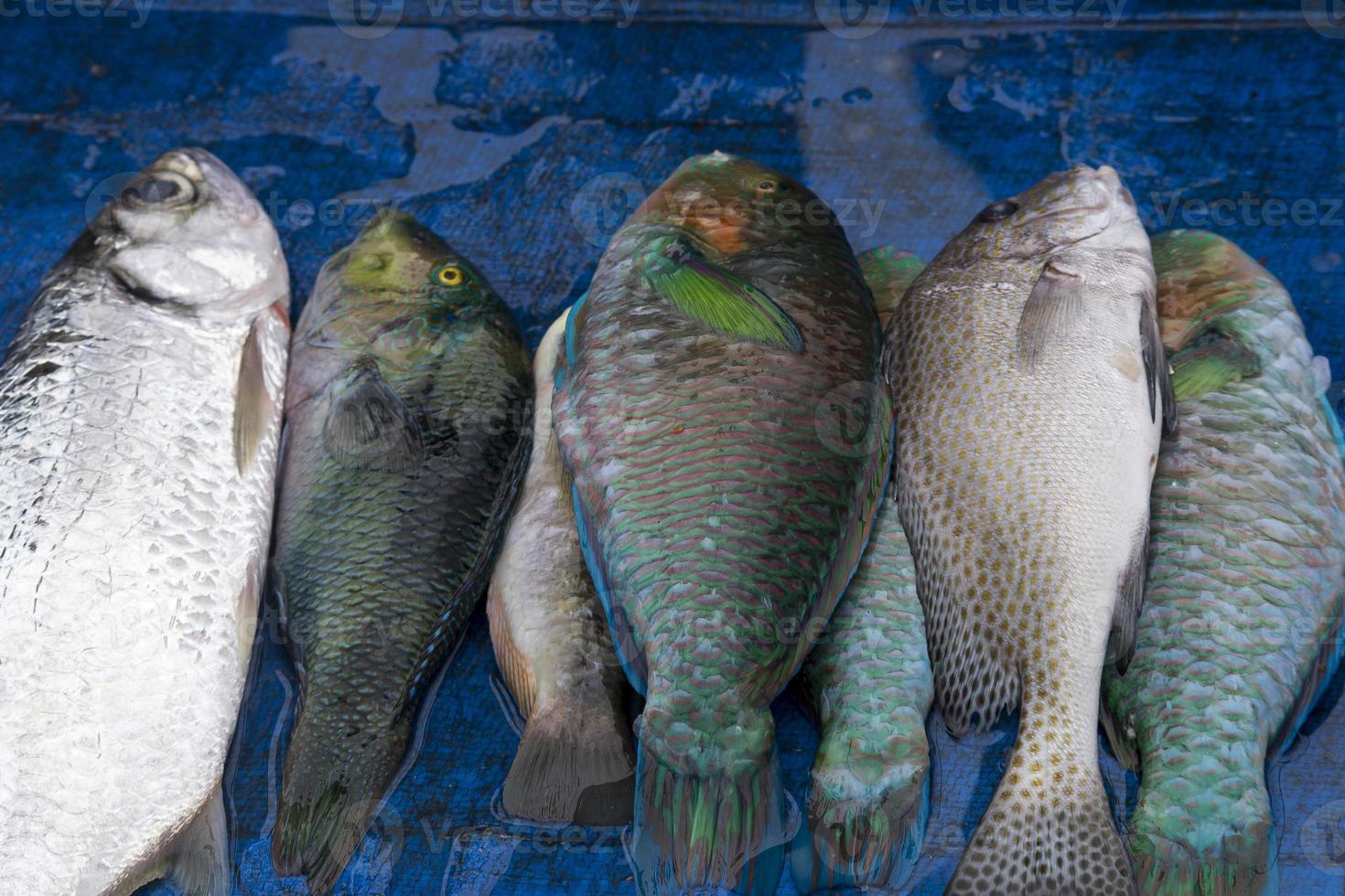 The assorted raw seafoods photo