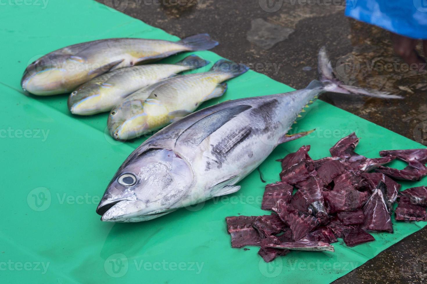 The assorted raw seafoods photo