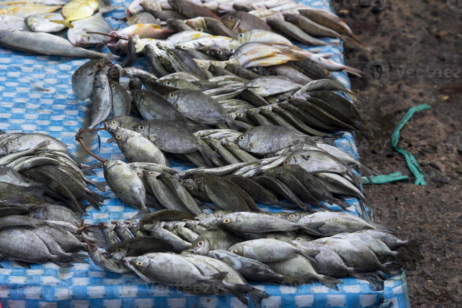 los mariscos crudos variados foto