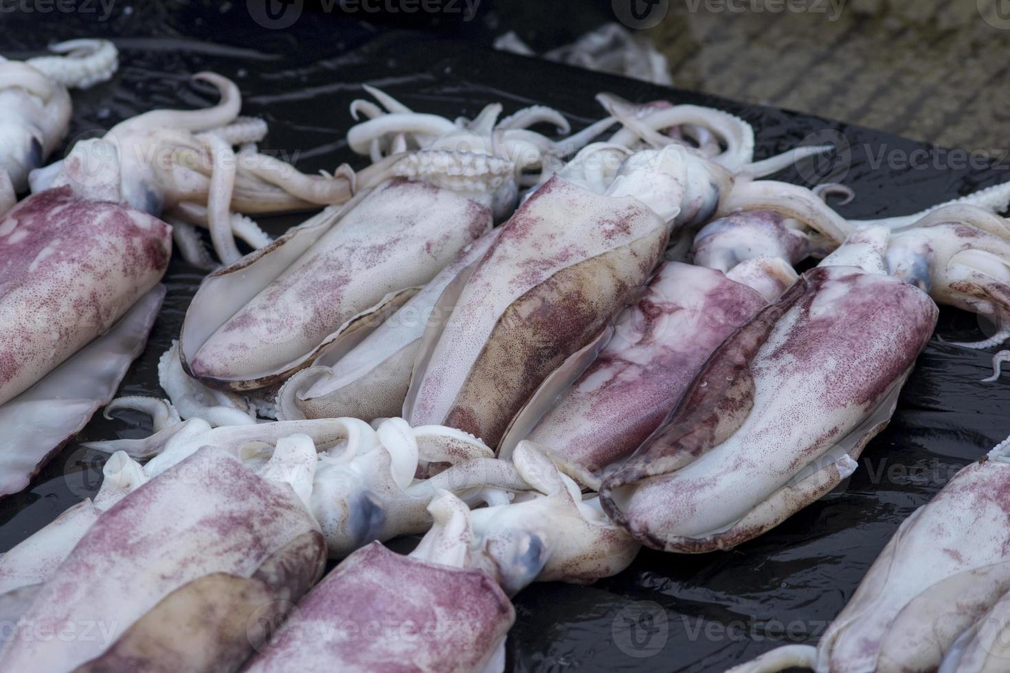 los mariscos crudos variados foto