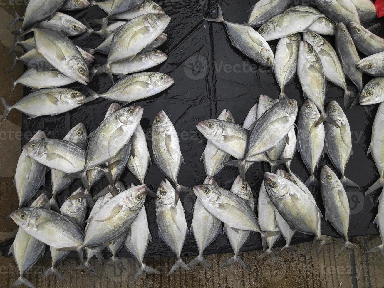 los mariscos crudos variados foto