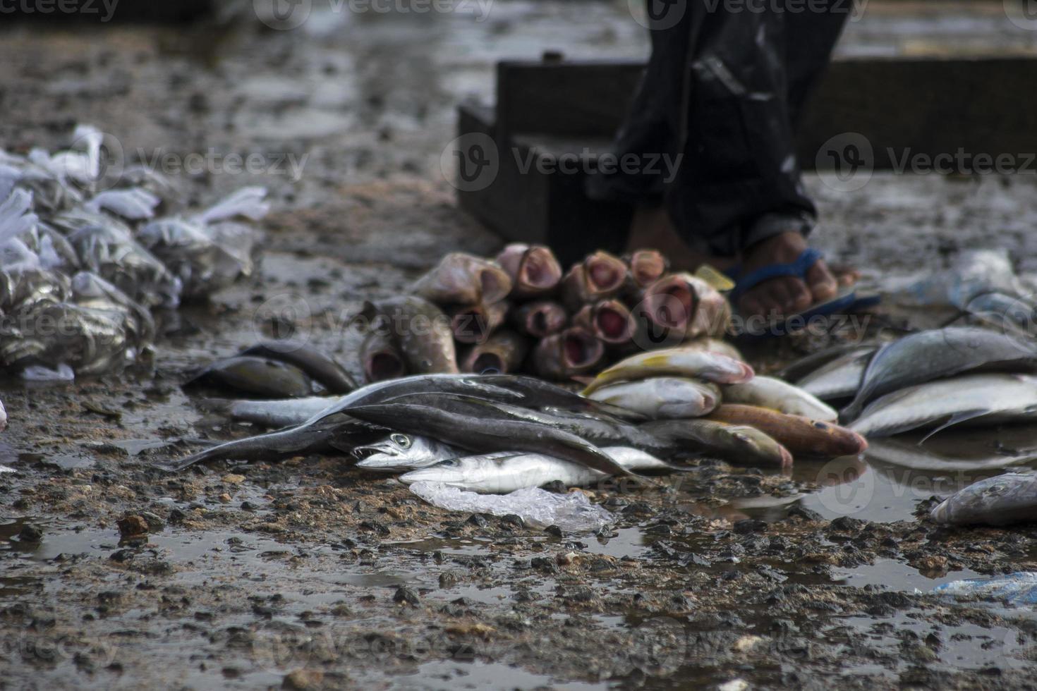 The assorted raw seafoods photo