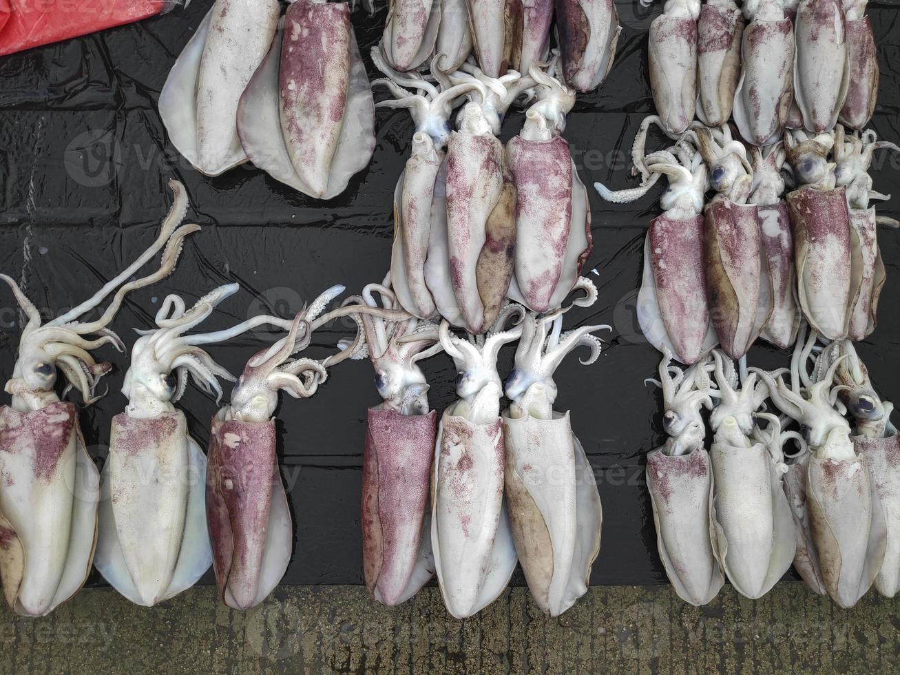 The assorted raw seafoods photo