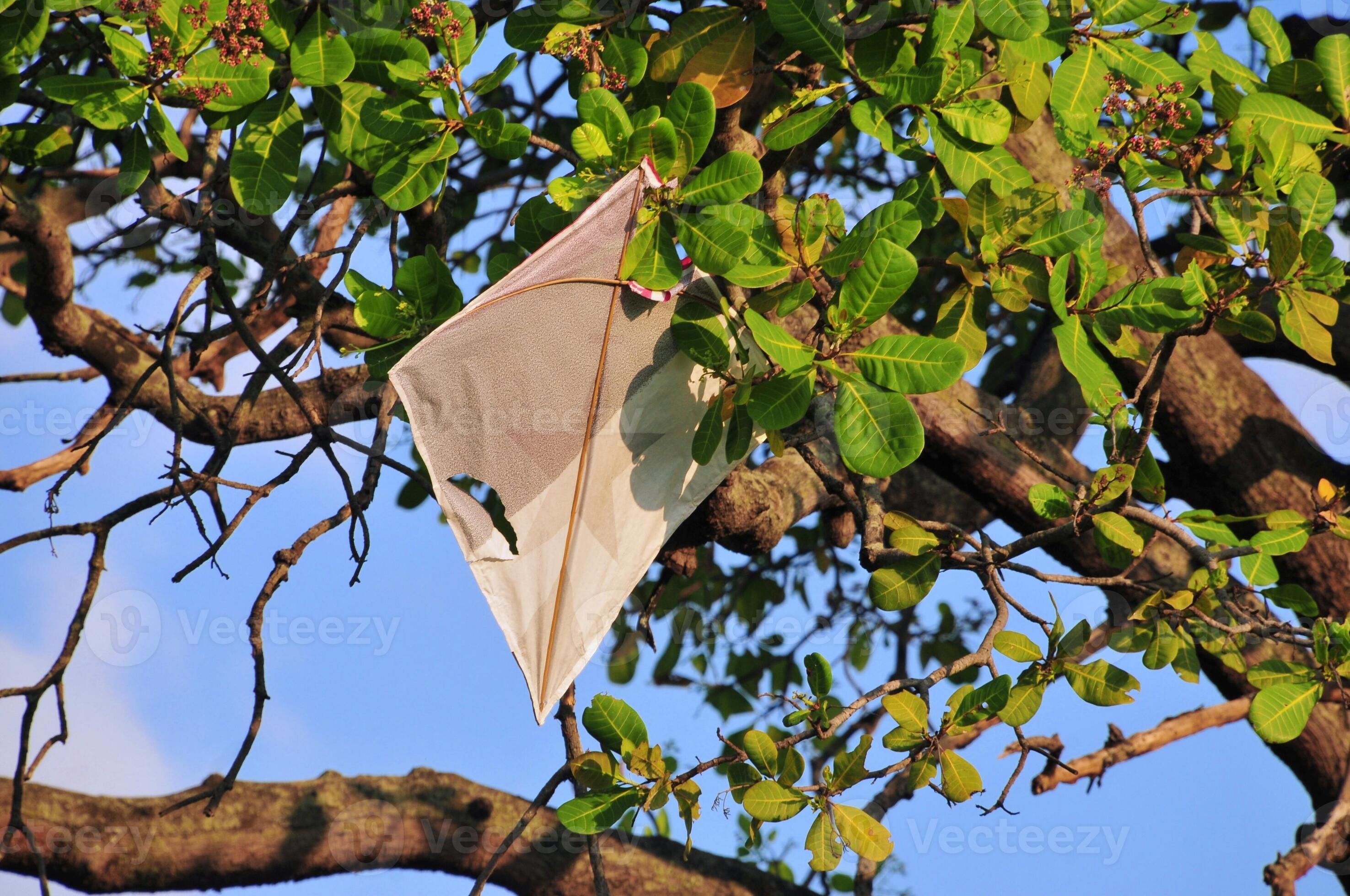 Kite breaks and gets stuck in a tree 3276678 Stock Photo at Vecteezy