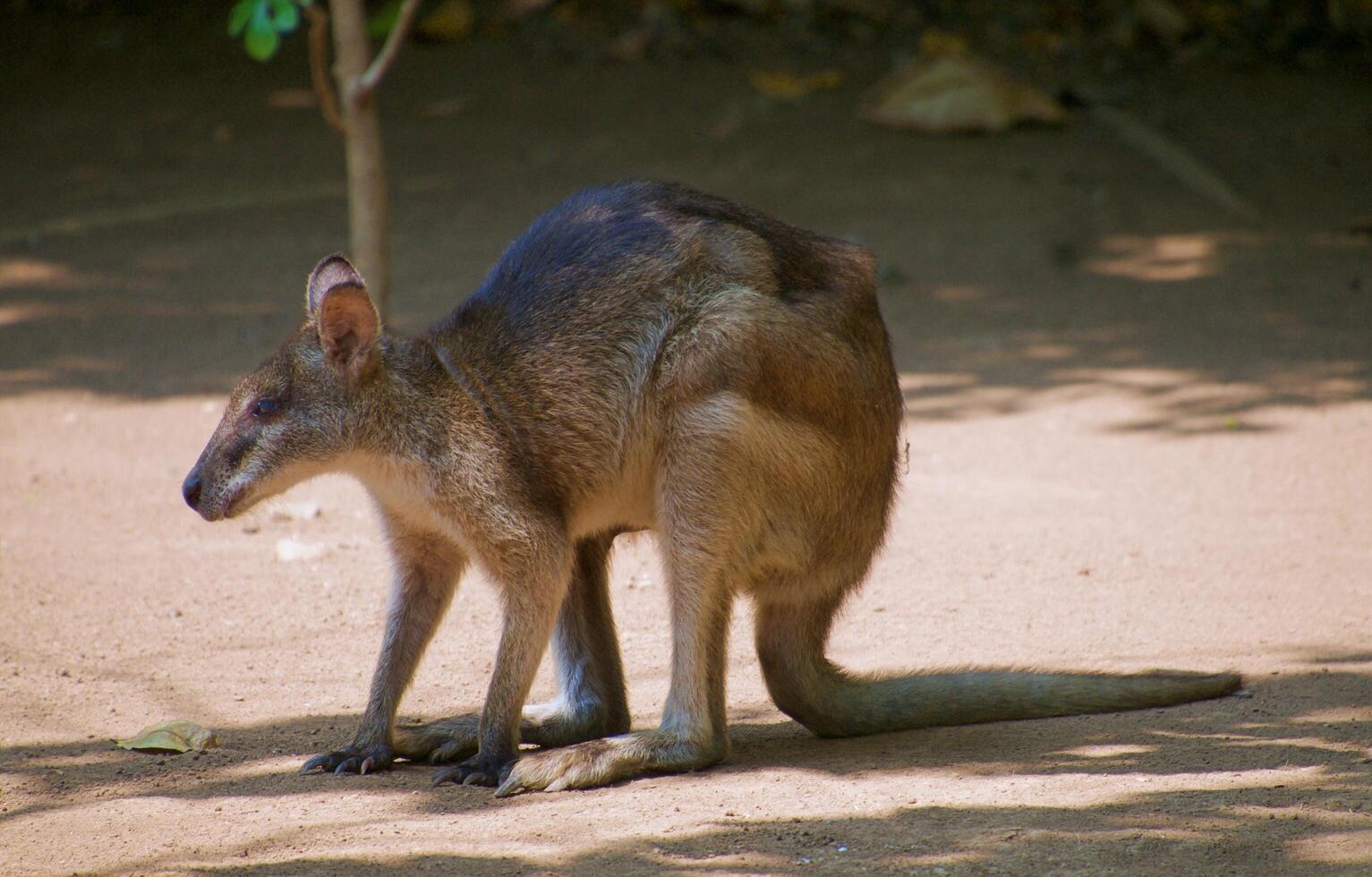 avistamientos de animales wallaby de asia en el jardín foto