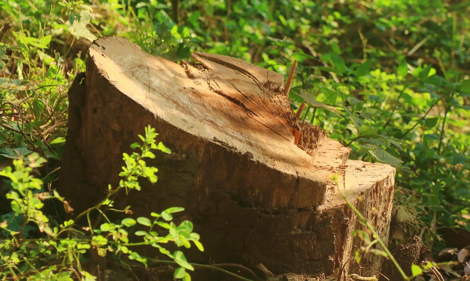 Tree that have been cut down in the forest 3276686 Stock Photo at Vecteezy