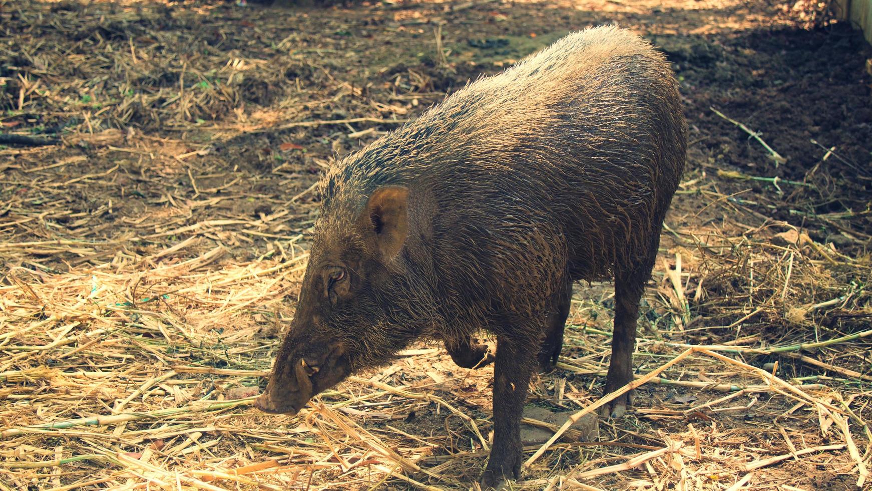 Wild boar sightings in the nature photo