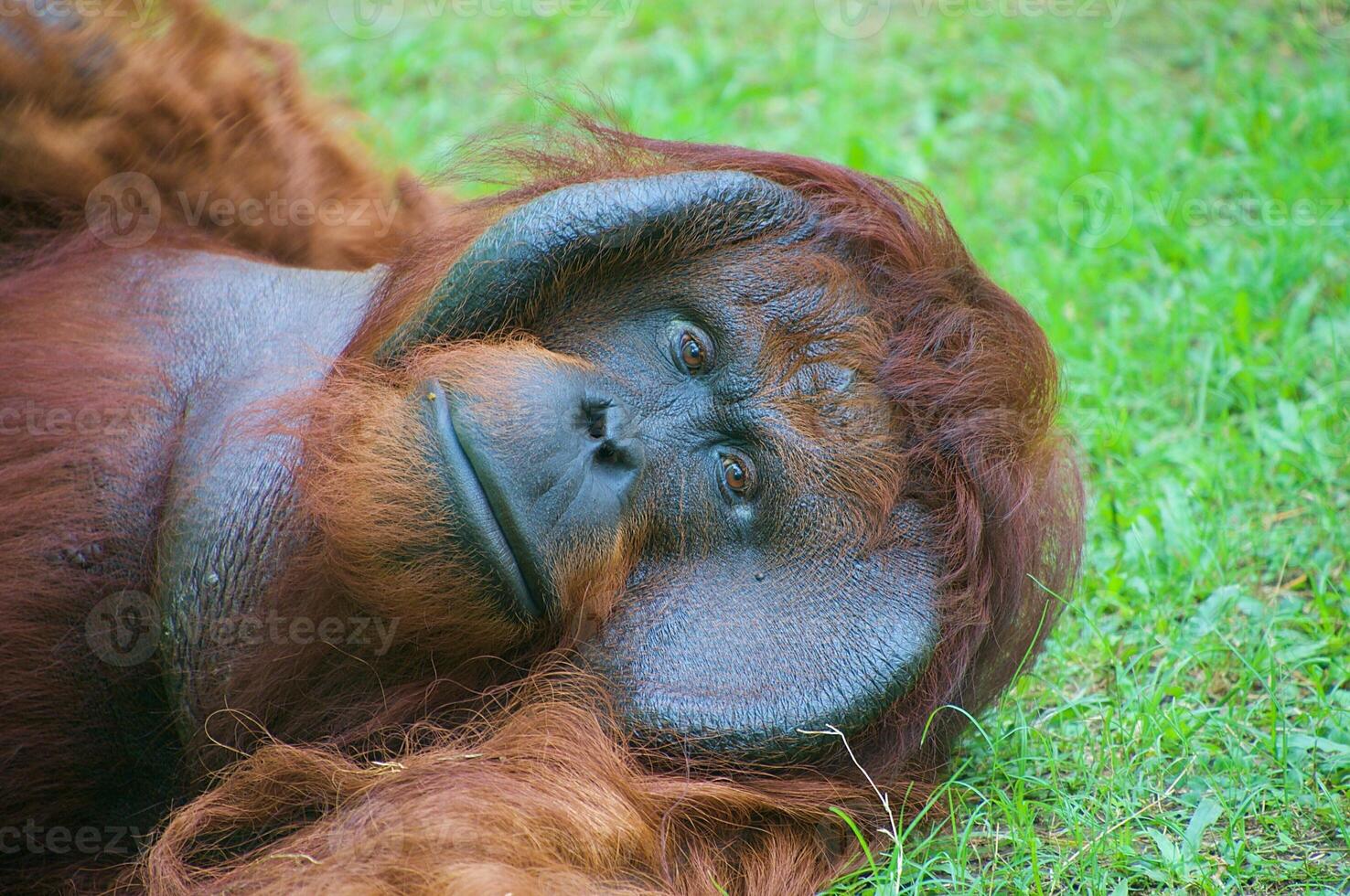 Orangutan lying on grass photo