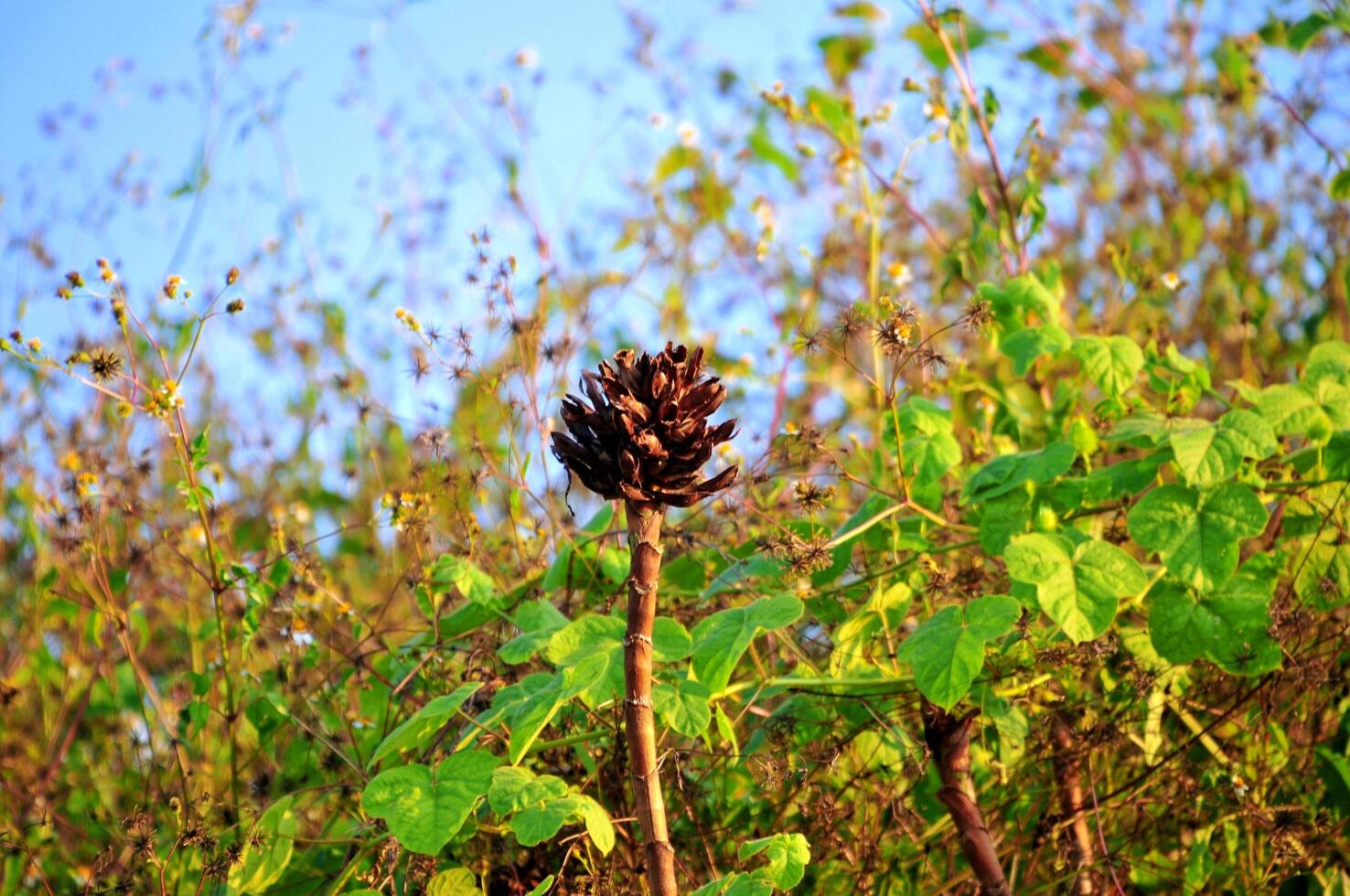 flores negras secas en el desierto tropical foto